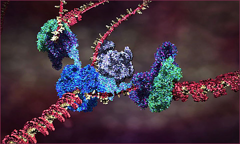DNA